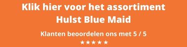 Ilex meserveae Blue Maid kopen